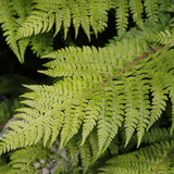 Soft Shield Fern Polystichum Setiferum & Herrenhausen