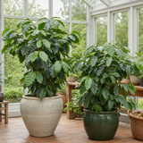 Coffea Arabica Coffee Plant, Indoor Houseplant, 12cm 1 Litre Pots