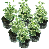 Set of 3 or 6 Large Plants - Geranium Pelgardini Frank Headly, Ready to Plant in Your Garden