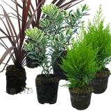 Set of 3 or 6 Container Middles Plants - Cupressus Wilma, Cordyline Red Star & Hebe Varigata