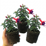 Set of 3 or 6 Large Plants - Fuchsia Tom Thumb, Ready to Plant in Your Garden, 1L Rootballs