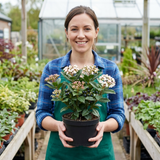 Set of 3 or 6 Viburnum Tinus Evergreen Privacy Hedge Plants, Hardy Winter Flowering Garden Shrub, Outdoor Garden Ready, 1 Litre Root-Ball