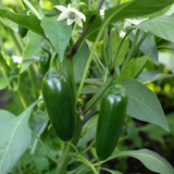 1 Jalapeno Chilli Pepper Plant, Garden Ready, Grow Your Own Hot Peppers, 2 Litre Root Ball