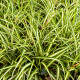 Carex Everglow