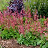 Heuchera Berry Timless
