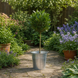 2L Bay Tree, Laurus Nobilis, Evergreen Culinary Herb, Pots