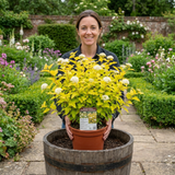 1 Physocarpus Raspberry Lemonade Ninebark Plant, Hardy Flowering Shrub, 3 Litre Root Ball