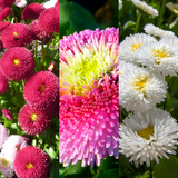Bellis Assorted