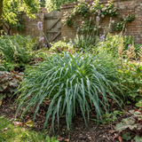 3Ltr Hosta Silly Strings, Outdoor Garden Ready, Pots