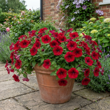 Set of 3 or 6 Large Plants - Petunia Easy Wave Red, Outdoor Garden Ready