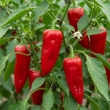 Set of 3 or 6 Large Sweet Pepper Plants - Thor Variety, Ready to Plant in Your Garden