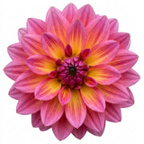 1 Large Plant - Dahlia Dahlegria Pink Flame, Ready to Plant in Your Garden, 3L