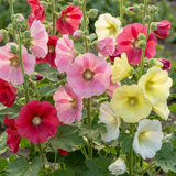 Set of 3 or 6 Hollyhock Growers Mix Hardy Cottage Garden Perennial Plants, Bee Friendly, Outdoor Garden Ready, 1 Litre Root-Ball