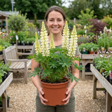 1 Large Plant - Lupin West Country Polar Princess, Outdoor Garden Ready, 3L Pot