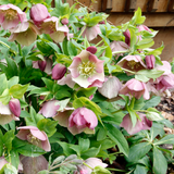 Hellebore Pirouette
