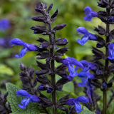 1 Large Plant - Salvia Sangoons Black & Bloom, Ready to Plant in Your Garden, 5L