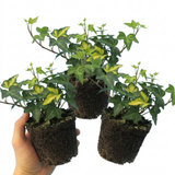 1 Large Plant - Ceanothus Blue Mound, Ready to Plant in Your Garden, 2L Pot