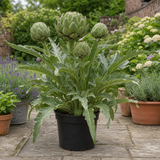 1 Green Globe Artichoke Live Plant, Hardy Perennial Vegetable, Outdoor Garden Ready, 2Ltr Root Ball