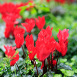 Cyclamen Red 10.5cm