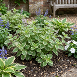 Set of 3 or 6 Large Plants - Plectranthus Coleoides / Swedish Ivy, Outdoor Garden Ready