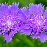Stokesia Mel's Blue