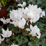 Cyclamen Flame White