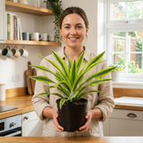 1 Dracaena Lemon Lime Dragon Tree Houseplant, Easy Care Indoor Plant, 17cm Root Ball