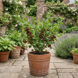 1 Gooseberry Kamieniar Plant, Hardy Edible Fruit Bush, Outdoor Garden Ready, 17cm Root Ball