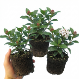 Set of 3 or 6 Viburnum Tinus Evergreen Privacy Hedge Plants, Hardy Winter Flowering Garden Shrub, Outdoor Garden Ready, 1 Litre Root-Ball