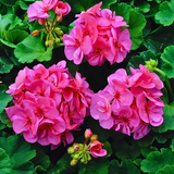 Geranium Toscana Anne