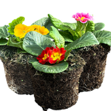 Primrose Growers Selection