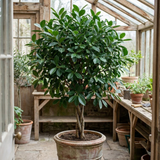 1 Ficus Moclame Indian Laurel Fig, Tropical Indoor Houseplant, Statement Plant, 5 Litre Root-ball