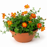 1 Bidens Taka Tuka Red Yellow Brush Trailing Plant, Bee Friendly Outdoor Summer Flowering, 21cm Root-ball