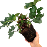 Hellebore Pirouette