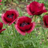 Set of 3 or 6 Papaver Orientale Beauty of Livermere Plants, Hardy Perennial Oriental Poppy, Outdoor Garden Ready, 1 Litre Root-Ball