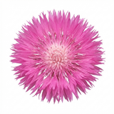 Set of 3 or 6 Centaurea Dealbata Bright Rose Persian Cornflower Plants, Hardy Cottage Garden Perennial, Outdoor Garden Ready, 1 Litre Root-Ball