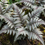 Set of 3 or 6 Japanese Painted Fern Athyrium Pewter Lace Plants, Hardy Shade Perennial, 1 Litre Root Ball