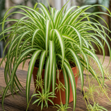 Variegated Spider Plant 1 Litre, Easy Care Houseplant Air Purifying Indoor Variegated Chlorophytum, 12cm Pots