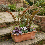 Set of 3 or 6 Japanese Shield Fern Dryopteris Erythrosora Prolifica, Hardy Shade Perennial Plants, 1 Litre Root Ball