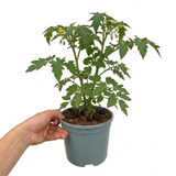 1 Brandy Boy Beefsteak Tomato Plant, Outdoor Garden Ready, High Yield Vegetable, 2Ltr Root Ball