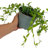 Vinca Minor