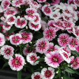 Dianthus White Flame