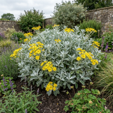 1 Senecio Sunshine Perennial Shrub, Hardy Drought Tolerant Silver Grey Foliage, Evergreen, 2L Root Ball