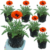 Set of 3 or 6 Papaver Orientale Brilliant Red Poppy Plants, Hardy Perennial, Outdoor Garden Ready, 1 Litre Root-Ball