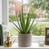 Aloe Vera Plant, Indoor Succulent, Easy Care Houseplant, 12cm 1 Litre Pots