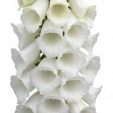 1 Digitalis Hanabee White Foxglove Plant, Hardy Bee Friendly Perennial, Summer Flowering, 2 Litre Root Ball