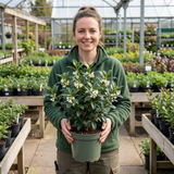 1 Osmanthus Burkwoodii Plant, Hardy Fragrant Evergreen Hedge Shrub, Garden Ready, 3 Litre Root Ball