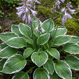 Set of 3 or 6 Large Hosta Plants - Francee Plantain Lily, Ready to Plant in Your Garden, 1L