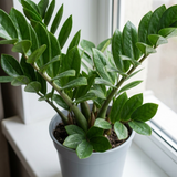1 Zamioculcas Zamifolia ZZ Plant, Low Maintenance Indoor Houseplant, 5 Litre Root Ball