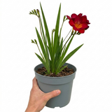 1 Freesia Red River Plant, Hardy Fragrant Perennial, Outdoor Garden Ready, 17cm Root-Ball